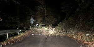 Symbolbild Baum auf Strasse